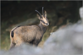 <p>KAMZÍK HORSKÝ (Rupicapra rupicapra) Lužické hory - Studenec, 9/2016 / Chamois / Gämse</p>